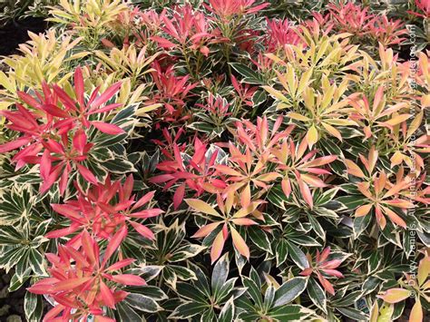 Pieris japonica 'Flaming Silver'