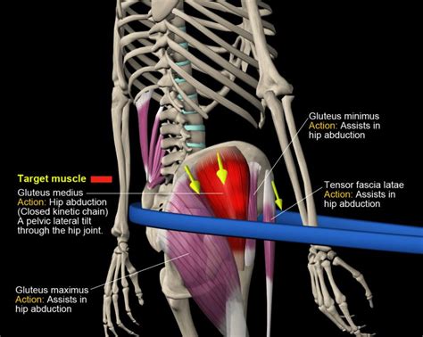 Mastering the Hip Hike Exercise | Muscle and Motion Blog