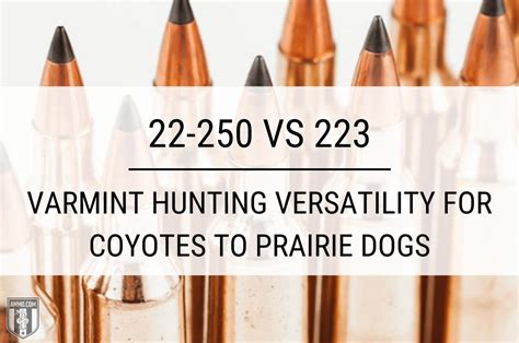 22-250 vs 223: Hunting Caliber Comparison by Ammo.com