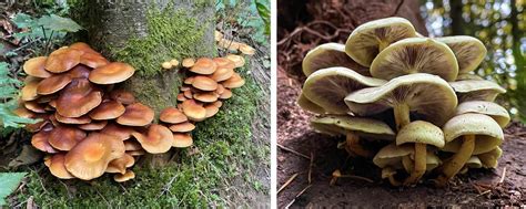 Forest From The Fungi — Geoff Puckett Group