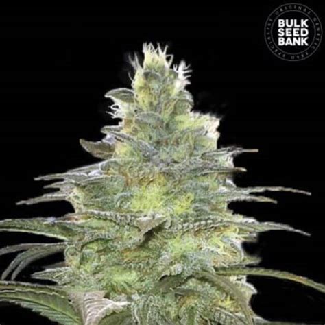 Blueberry Berry Bulk Seed Bank FEM | Original Seeds Store