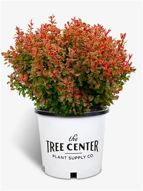 Barberry Shrubs | Buy Barberry Shrubs Online | The Tree Center