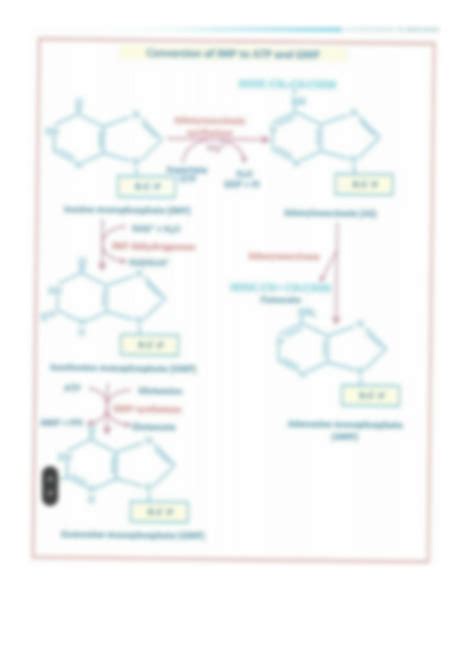 SOLUTION: A diagram of purine synthesis - Studypool