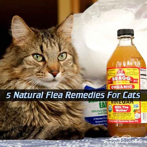 5 Natural Flea Remedies For Cats - LivingGreenAndFrugally.com Natural ...