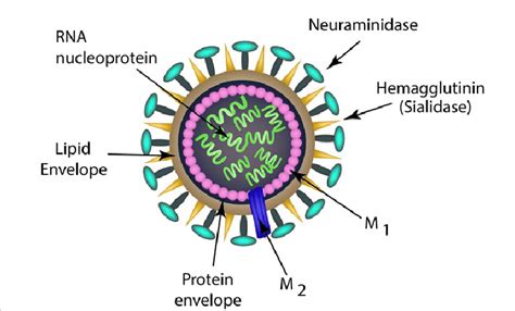 Simple Influenza Virus Structure