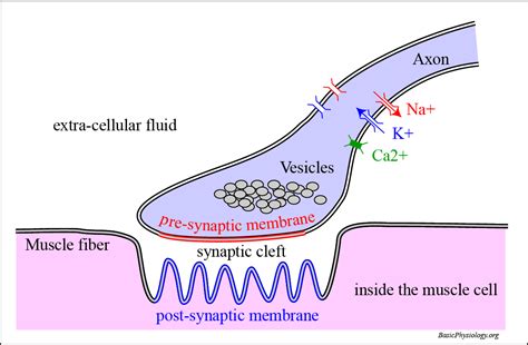 A.4.2. The Motor End Plate – BasicPhysiology.org