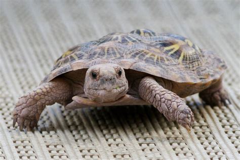 Pancake tortoise | Turtle, Pancake tortoise, Tortoise turtle