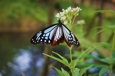 Butterfly Pollination Baby'S - Free photo on Pixabay - Pixabay