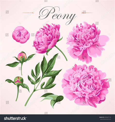 Set Peonies: vector de stock (libre de regalías) 605027174 | Shutterstock