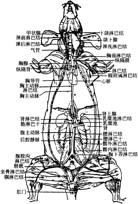 大鼠淋巴循环系统及淋巴器官-比较医学-医学