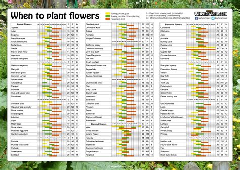 When to Plant Flowers - A Complete Guide