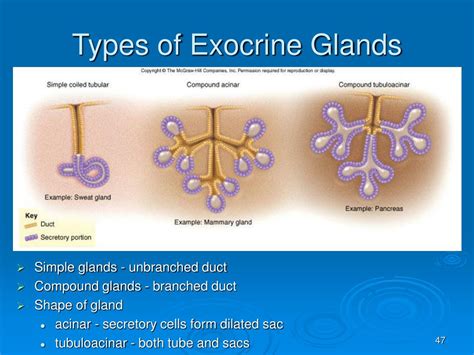 Skenes Glands Diagram