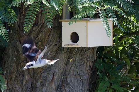 Nest Boxes | BIRDS in BACKYARDS