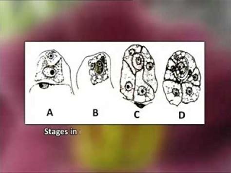 Endosperm Development Structure and Types - YouTube