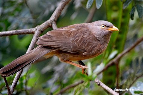 Birds in Bihar: Patna Zoo and Danapur