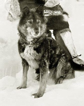 Togo - a husky who saved an entire city - The Husky Post