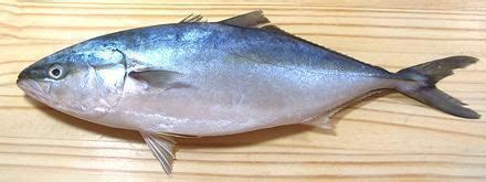 Japanese amberjack - Alchetron, The Free Social Encyclopedia