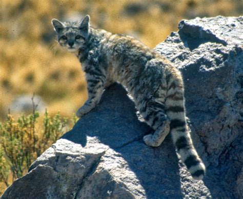 Andean Mountain Cat | Enter your blog name here