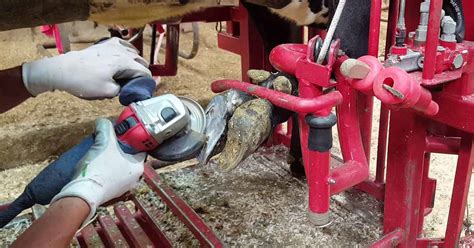 Hoof Trimming Frequency | How Often Should I Trim My Cattle?