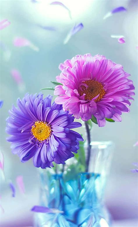 Download Flowers Nature Purple And Pink Wallpaper | Wallpapers.com