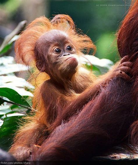 Baby Orang Utan, Singapore Zoo (#71) | Cute baby animals, Cute endangered animals, Baby animals