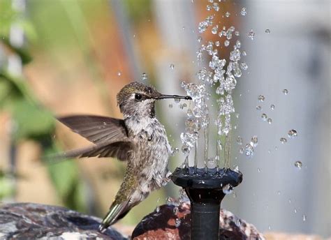 Gardening Contests - Garden Photography and Writing on Dave's Garden | Solar fountain ...