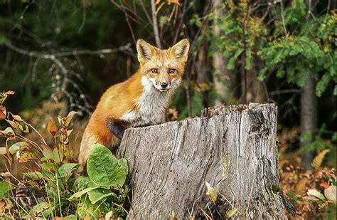 The Fox Den: Welcoming a fox family and saving them from mange — FERNS & FEATHERS