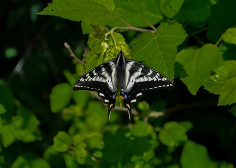 Pale Swallowtail | Identification: Papilio eurymedon Lucas, … | Chase Dunlap | Flickr