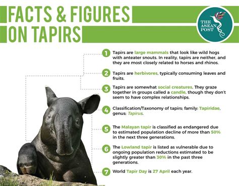 It's Tapir Tuesday! Know your tapir facts : r/tapirs