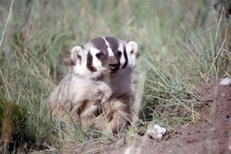 Baby American Badgers