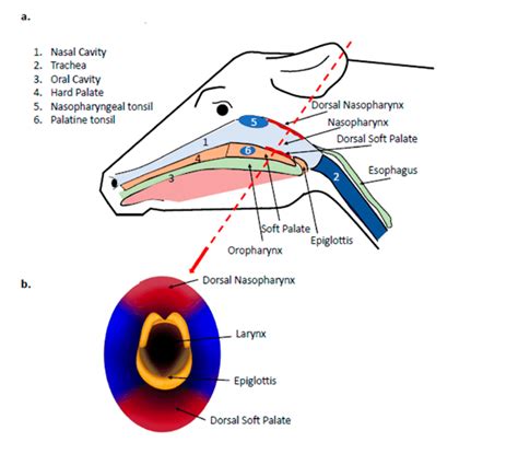 Anatomy of the bovine upper respiratory tract relevant to FMDV... | Download Scientific Diagram