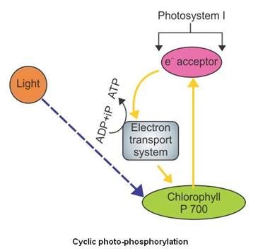 Cyclic Photophosphorylation Diagram