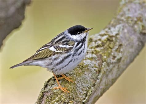 Small Songbird Makes One of the Longest Flights for All Birds - Newsweek