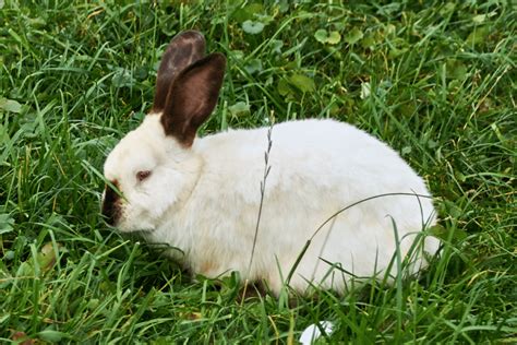 Californian Rabbit (Size, Color, Behavior, Temperament)