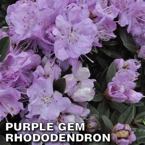 Purple Gem Rhododendron | Flowering shrubs, Azaleas, Shrubs