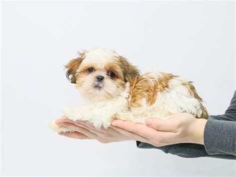 Shih Tzu-DOG-Male-Gold / White-2839558-My Next Puppy