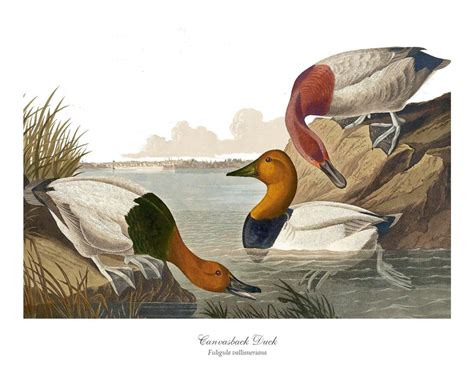 Canvasback Duck Vintage Audubon Bird Wall Art Print – Charting Nature