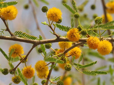 Spherical inflorescences - photos of Vachellia Farnesiana, Fabaceae