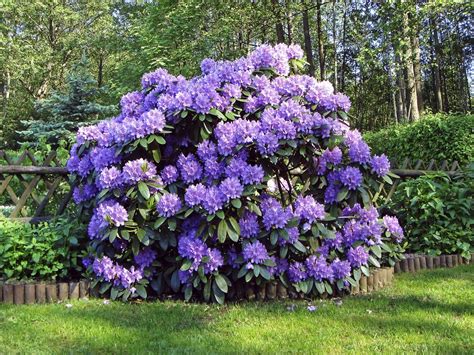 Rhododendron : planter et tailler – Ooreka