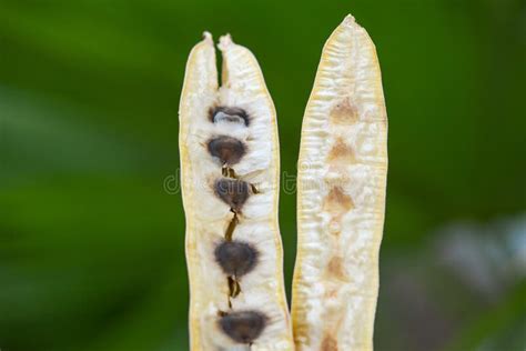 Moringa Oleifera Tree Dry Fruit Seeds Stock Photo - Image of moringa, east: 186105938