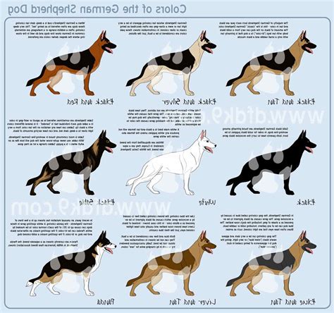 German Shepherd Breeds List