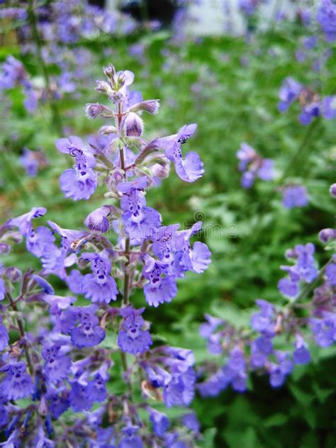 Closeup Purple Catmint Flower (Nepeta) Image