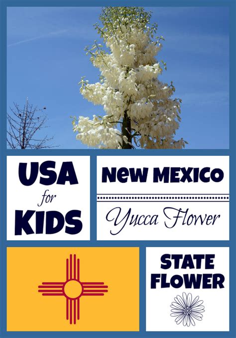 New Mexico State Flower - Yucca Flower by USA Facts for Kids