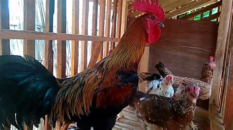 kandang ayam kampunģ petelur 1 jantan 5 betina - chicken coop laying 1 male 5 female - YouTube