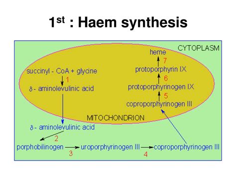 PPT - Hemoglobin synthesis, structure & function PowerPoint ...