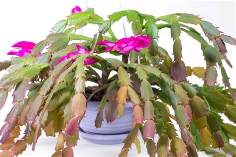 5 Reasons for Christmas Cactus Leaves Turning Purple | Succulent Alley