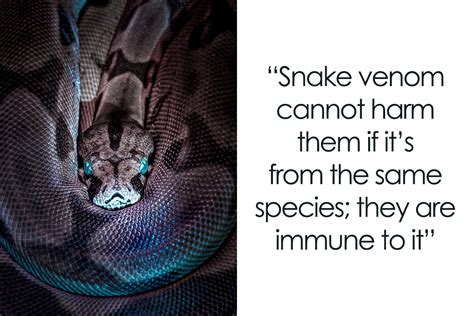 35 Awesome Snake Facts To Shed Some Light On These Cool Reptiles ...