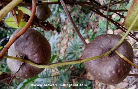 Garden Adventures: Dioscorea bulbifera, edible air potato