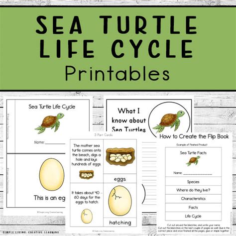 Turtle Life Cycle Coloring Page