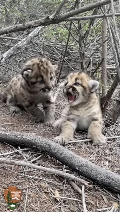 Baby mountain lions try to scare scientists away by purring